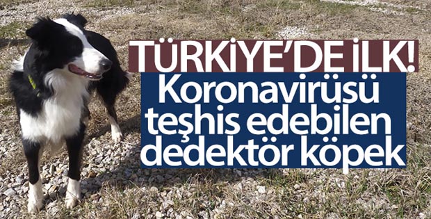 Türkiye’de ilk kez korona virüsü teşhis edebilen dedektör köpek yetiştirildi