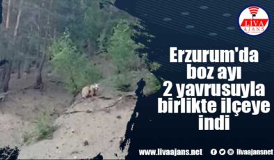 Erzurum’da boz ayı 2 yavrusuyla birlikte ilçeye indi