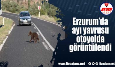 Erzurum’da ayı yavrusu otoyolda görüntülendi