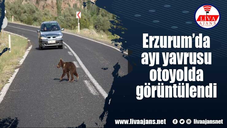 Erzurum’da ayı yavrusu otoyolda görüntülendi