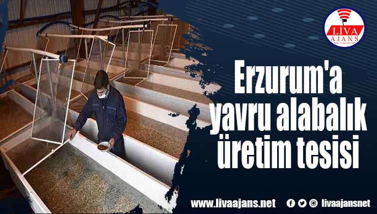 Erzurum’a yavru alabalık üretim tesisi