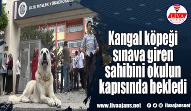 Kangal köpeği sınava giren sahibini okulun kapısında bekledi