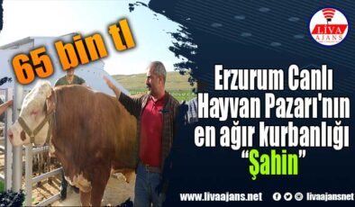 Erzurum Canlı Hayvan Pazarı’nın en ağır kurbanlığı Şahin’in fiyatı tam 65 bin lira