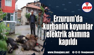 Erzurum’da kurbanlık koyunlar elektrik akımına kapıldı