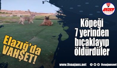 Elazığ’da vahşet, köpeği 7 yerinden bıçaklayıp öldürdüler