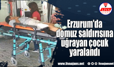 Erzurum’da domuz saldırısına uğrayan çocuk yaralandı
