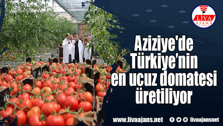 Aziziye’de Türkiye’nin en ucuz domatesi üretiliyor