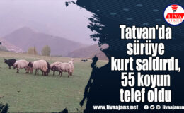 Tatvan’da sürüye kurt saldırdı, 55 koyun telef oldu