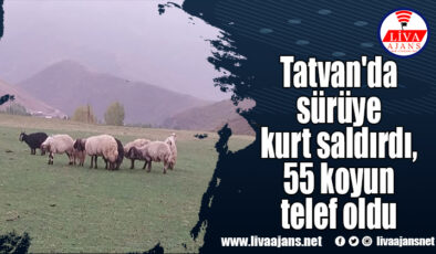 Tatvan’da sürüye kurt saldırdı, 55 koyun telef oldu